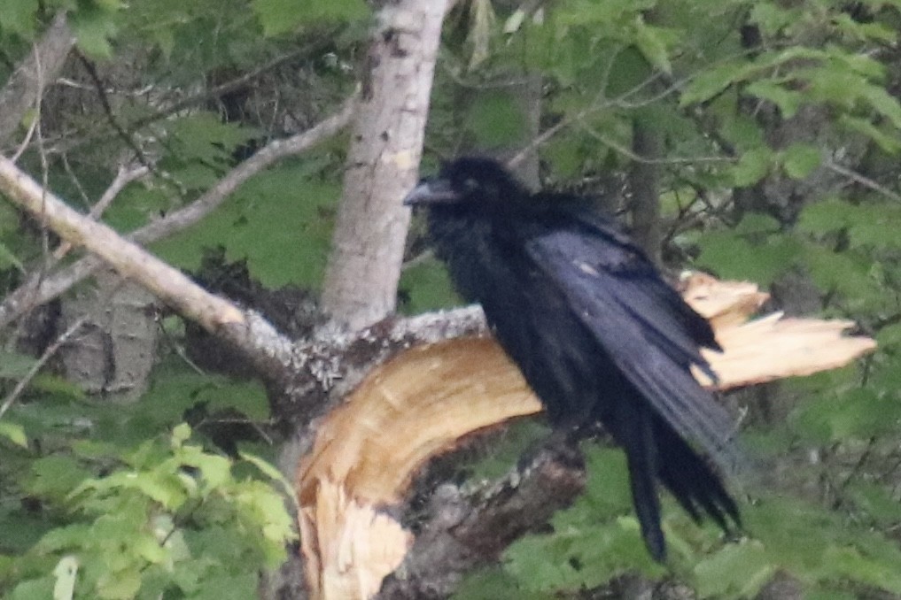 Common Raven - ML620208838