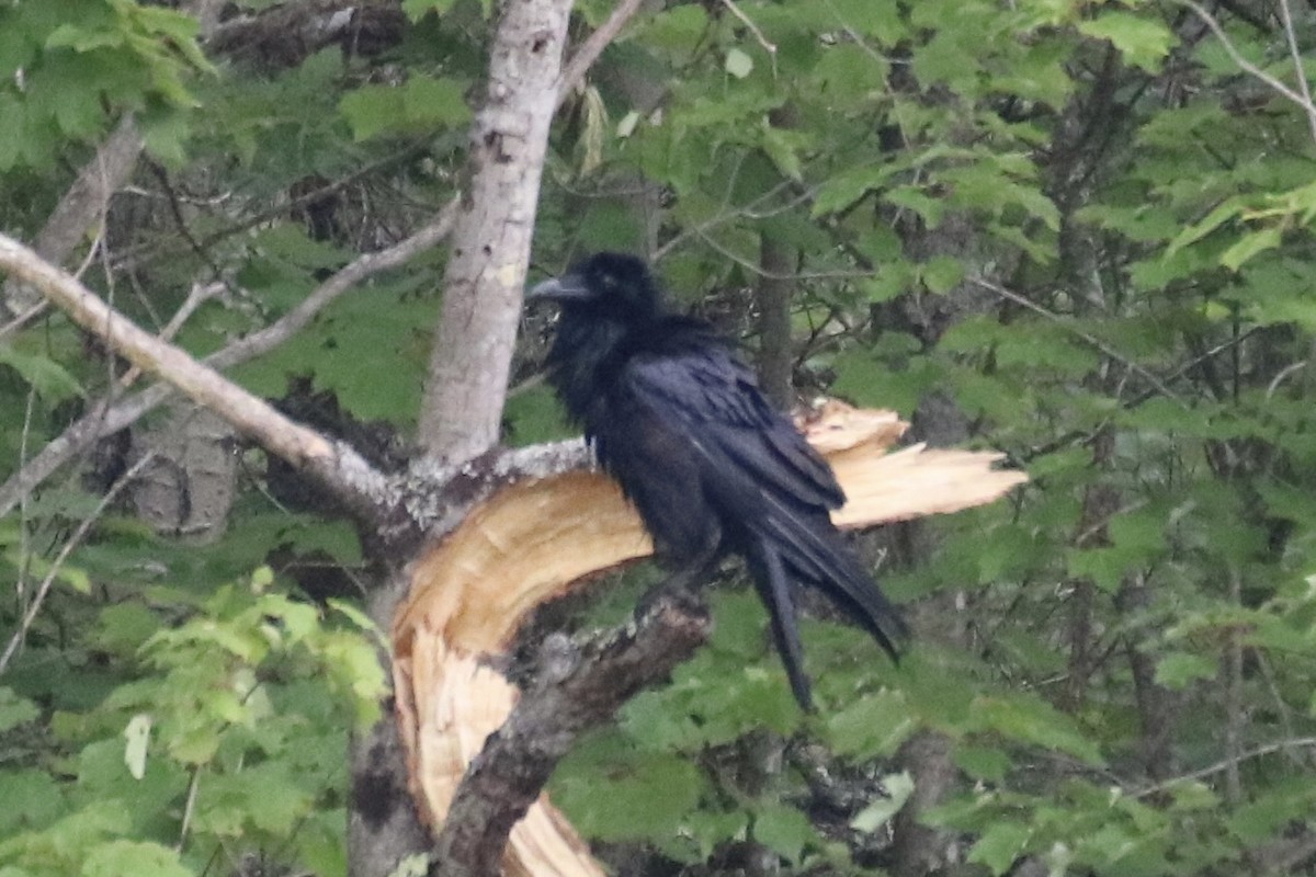 Common Raven - ML620208842