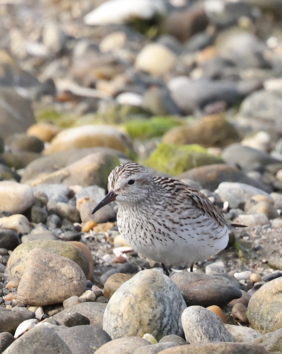 White-rumped Sandpiper - ML620208852