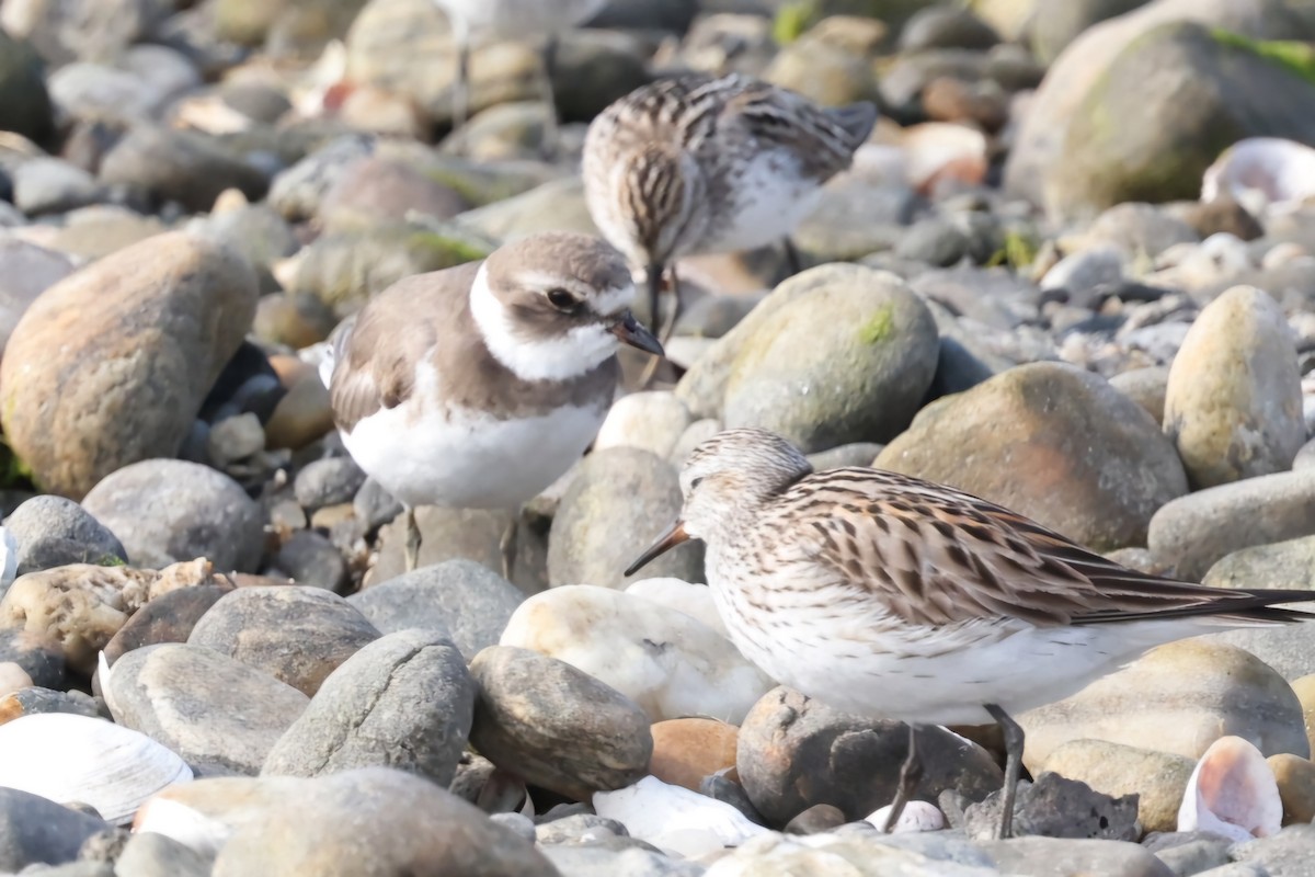 Semipalmated Plover - ML620208863