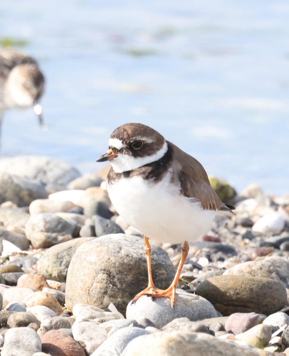 Semipalmated Plover - ML620208864