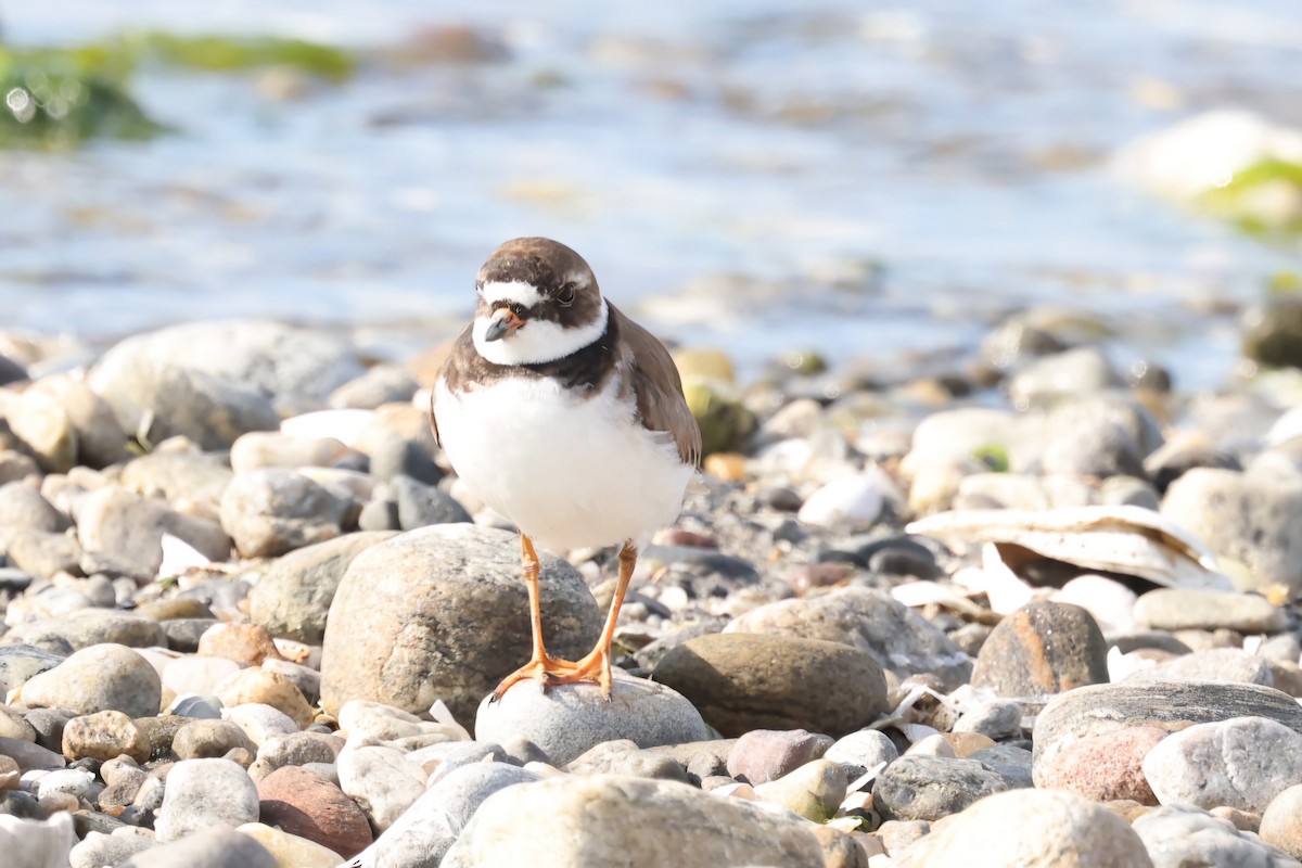 Semipalmated Plover - ML620208865