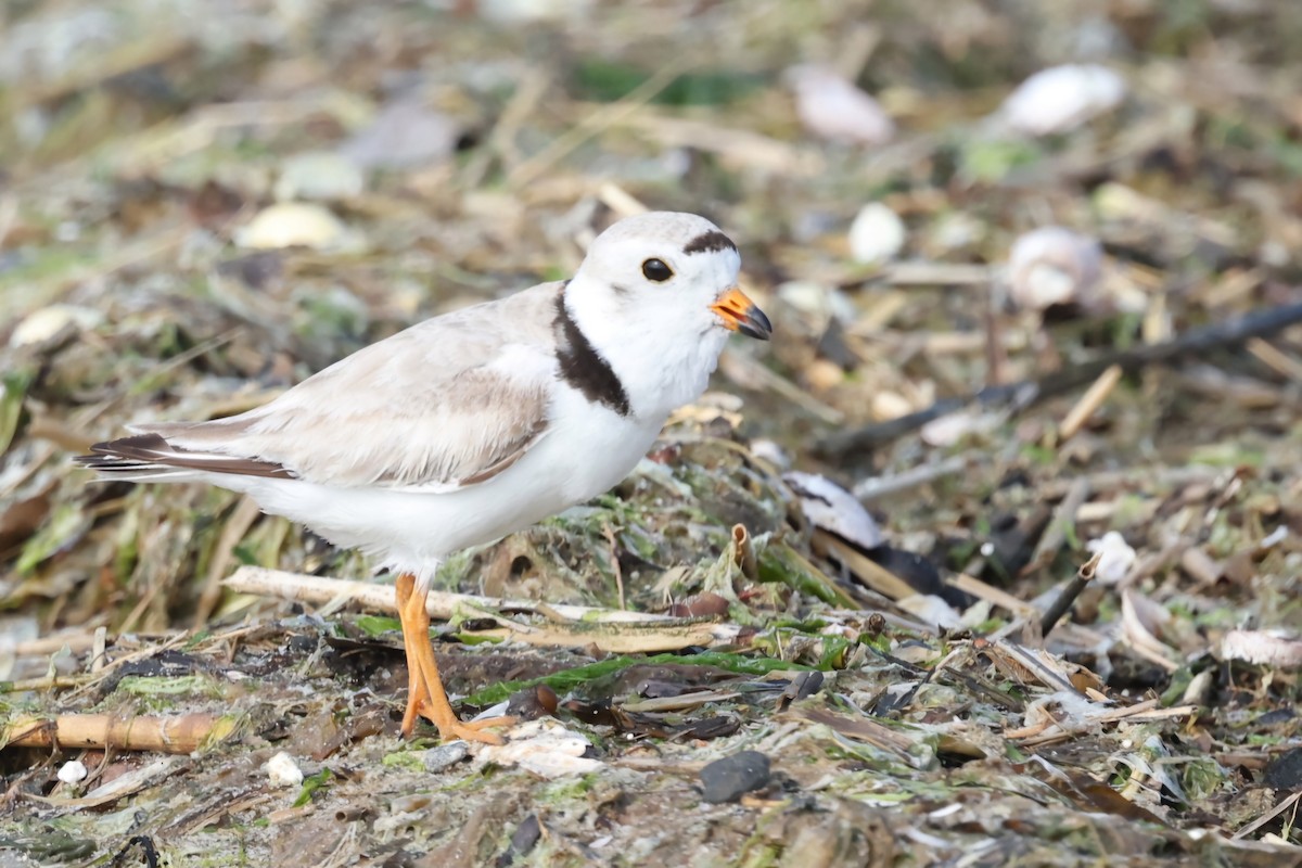 Piping Plover - ML620208866