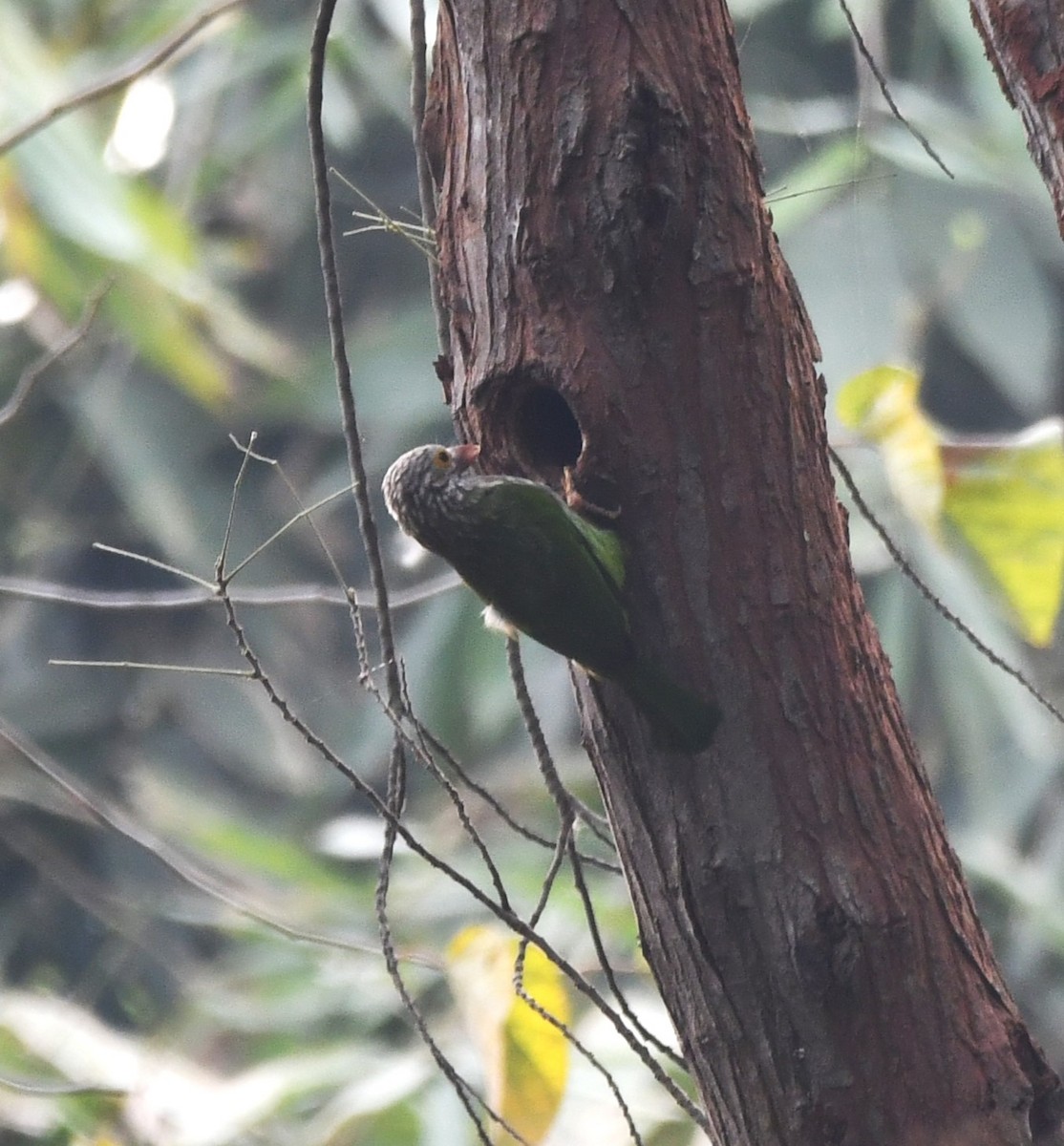 Lineated Barbet - ML620208880