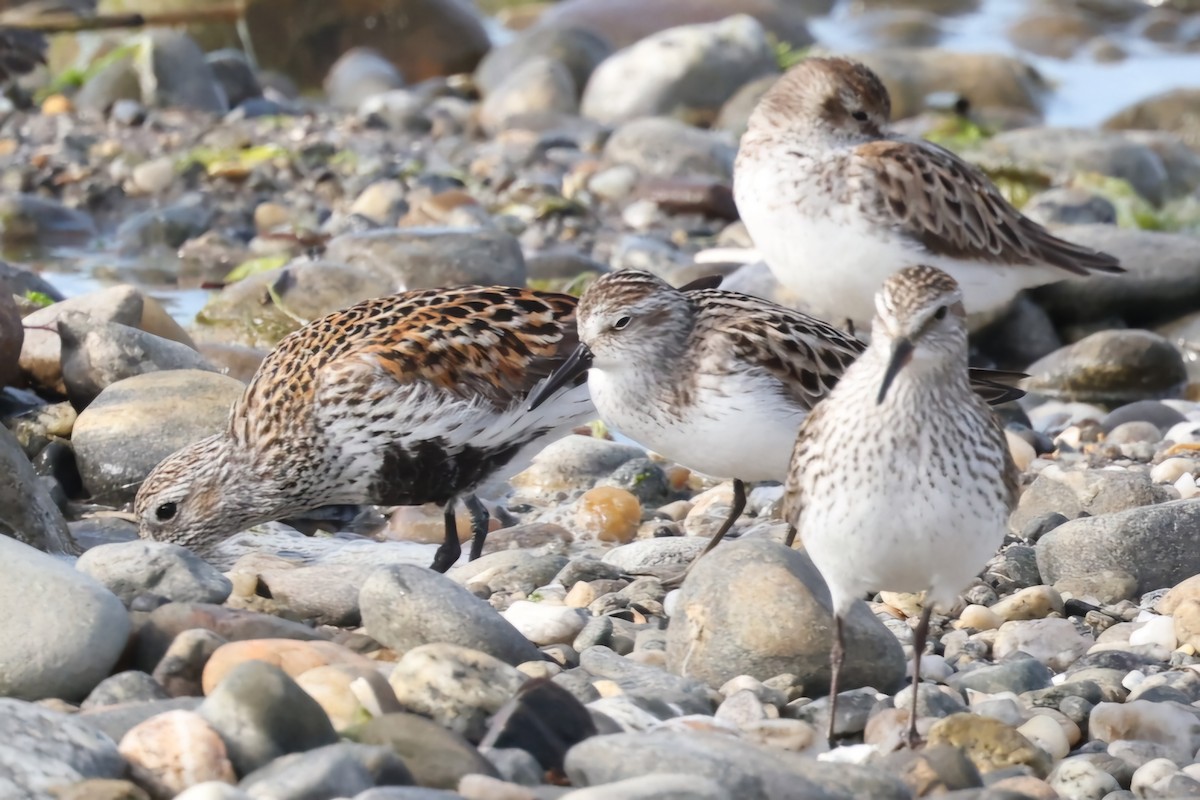 Dunlin - ML620208884