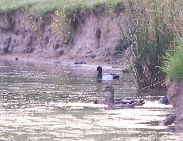 Lesser Scaup - ML620208894