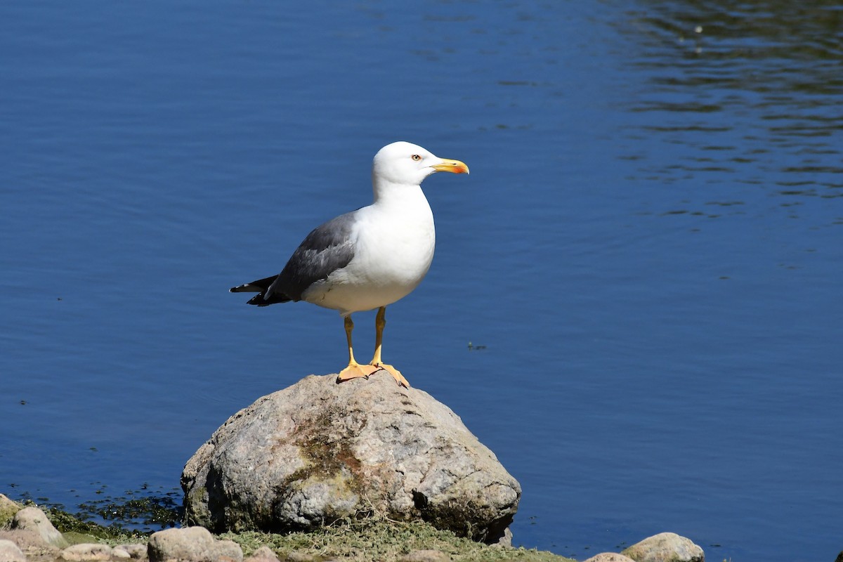 Yellow-legged Gull - ML620208897