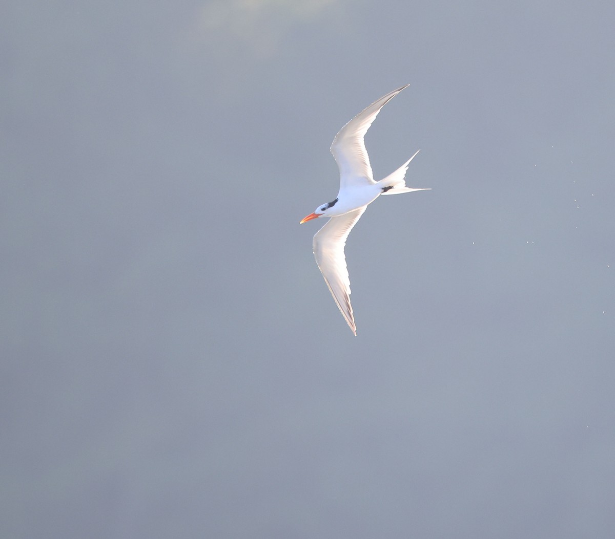 Royal Tern - ML620208899