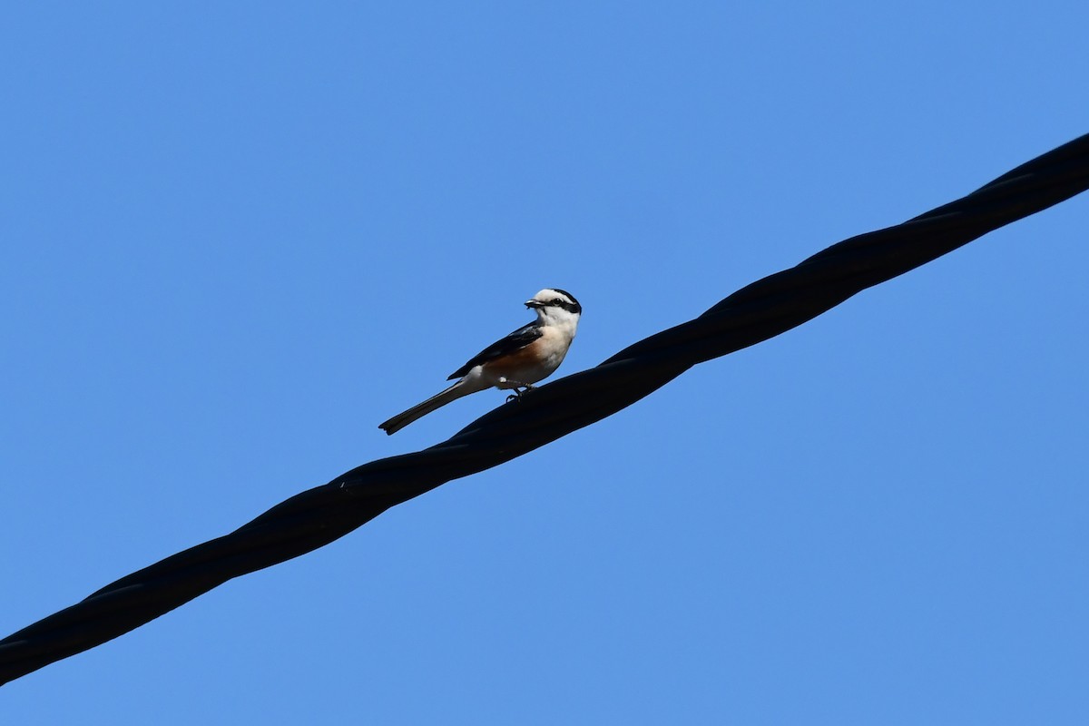 Masked Shrike - ML620208908