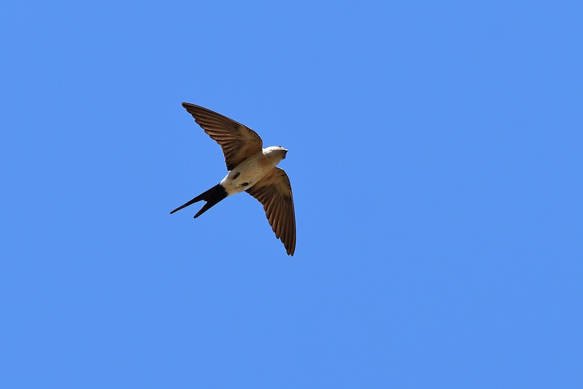 Red-rumped Swallow - ML620208910
