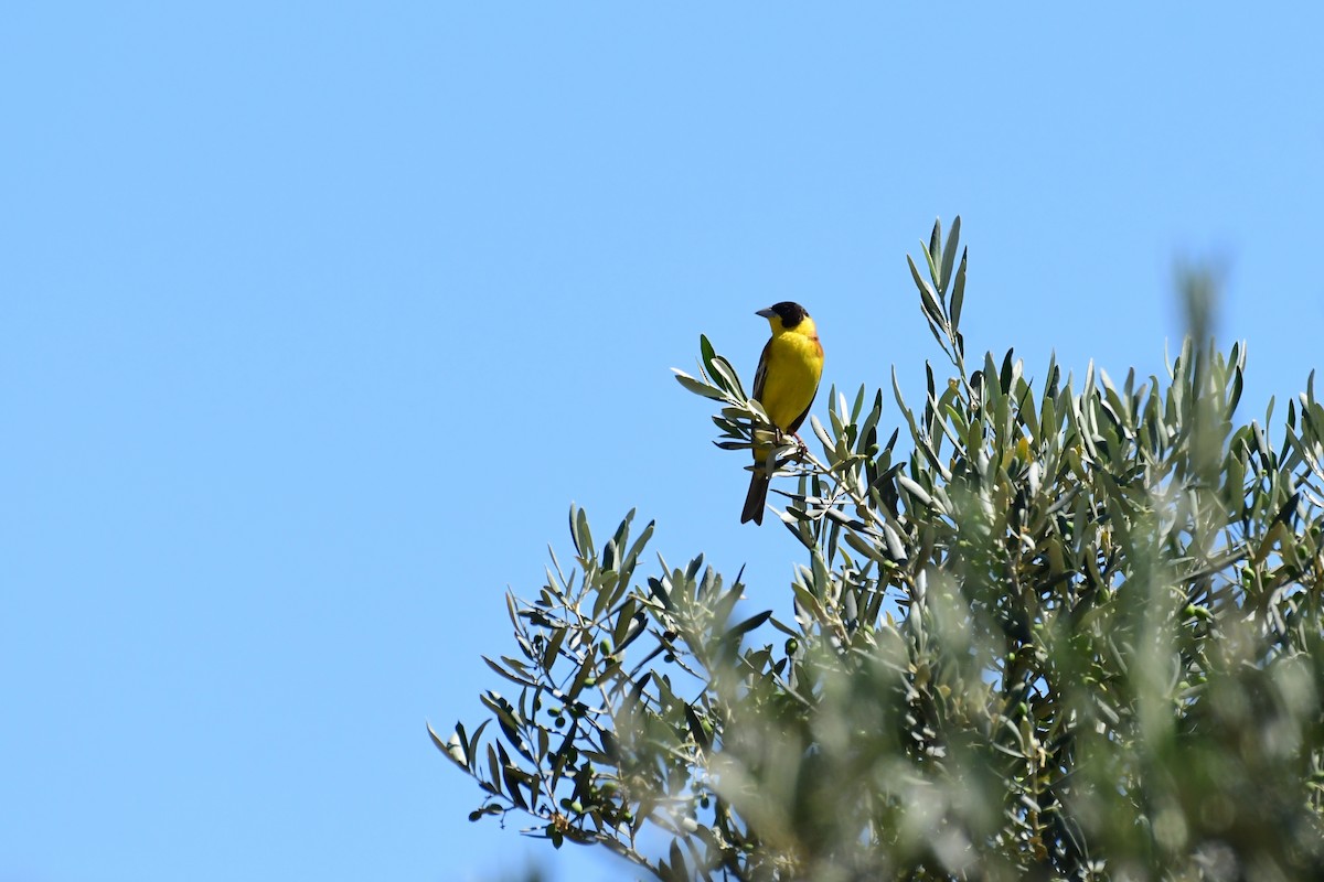 Black-headed Bunting - ML620208916