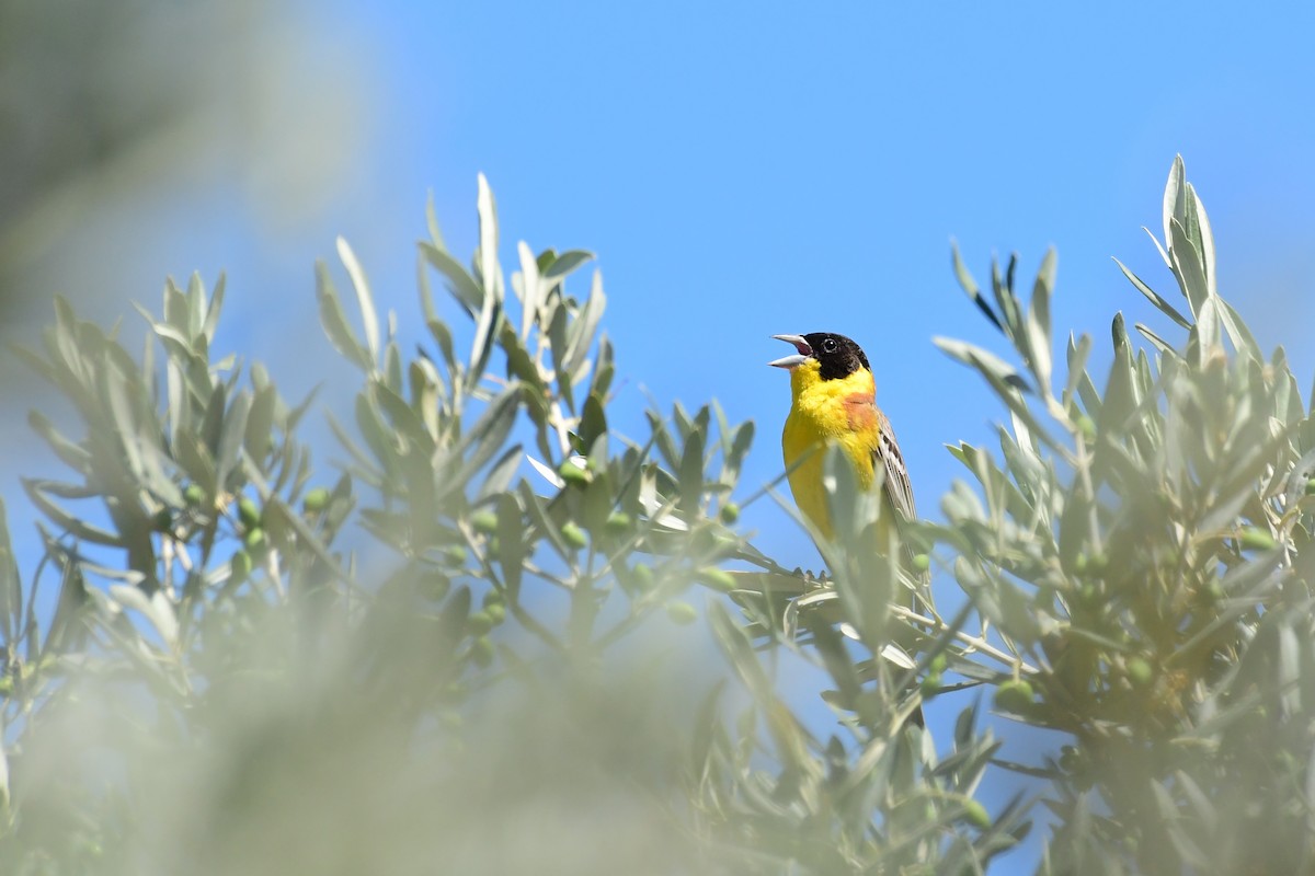 Black-headed Bunting - ML620208917