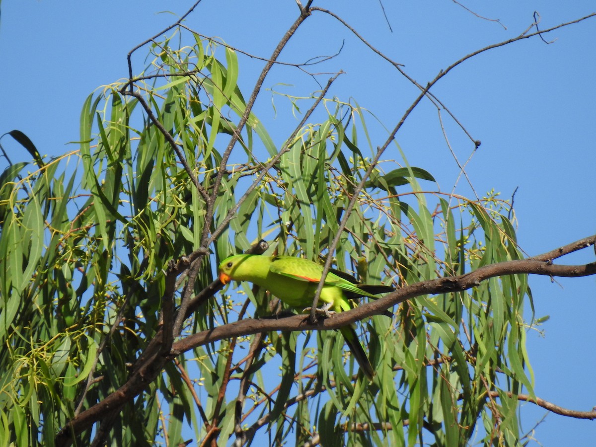 Red-winged Parrot - ML620208924