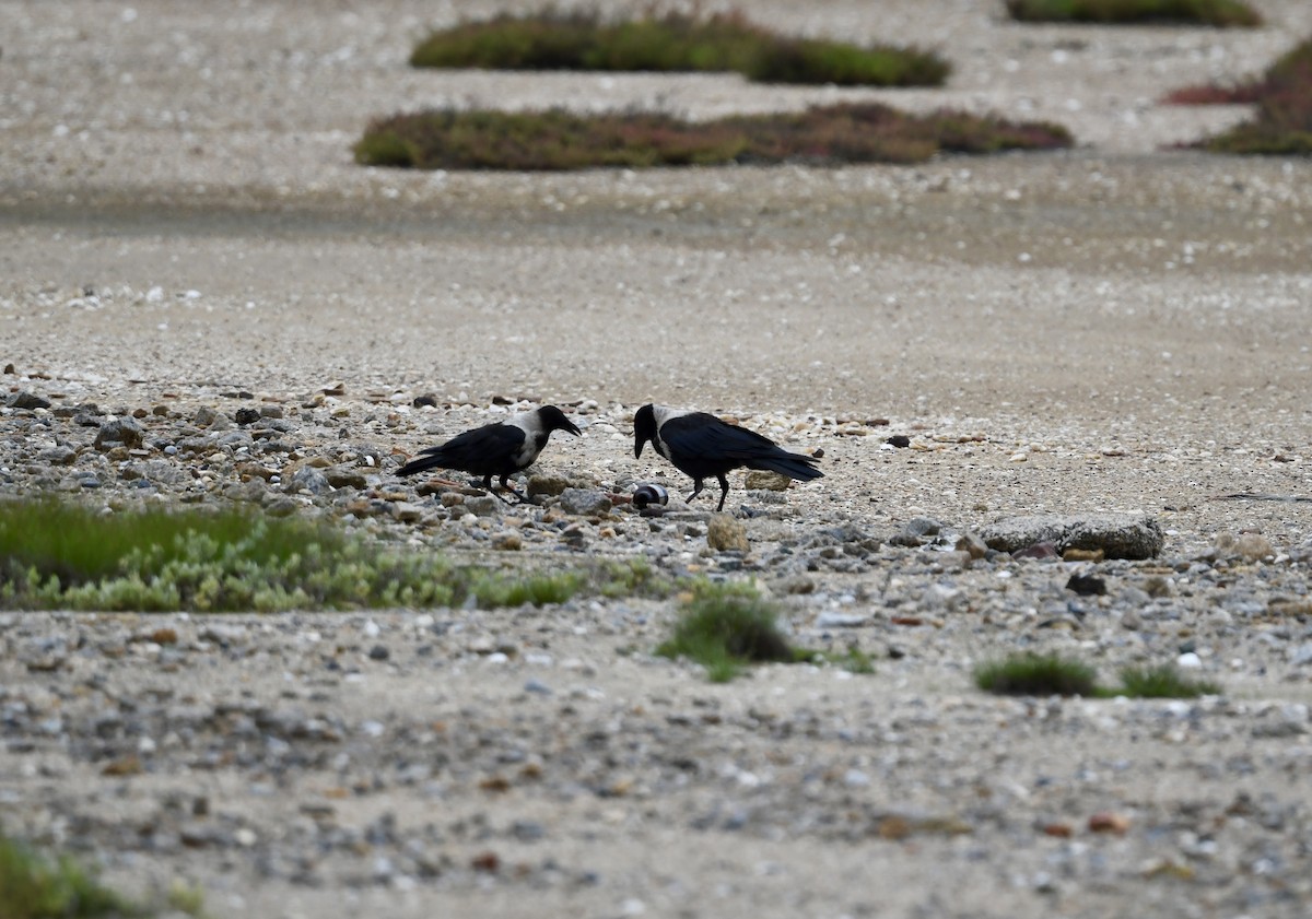 Collared Crow - ML620208929