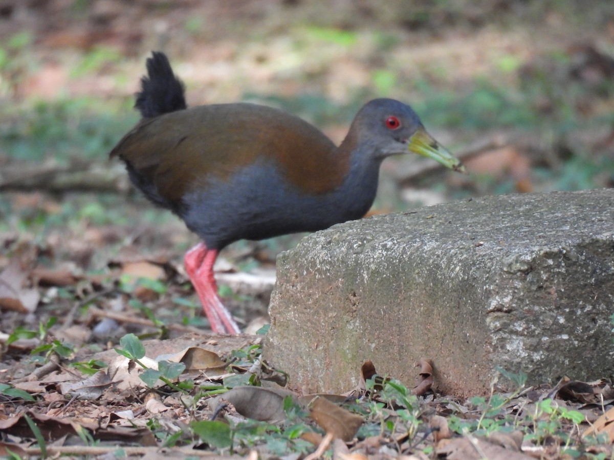 Slaty-breasted Wood-Rail - Rosana Cangello