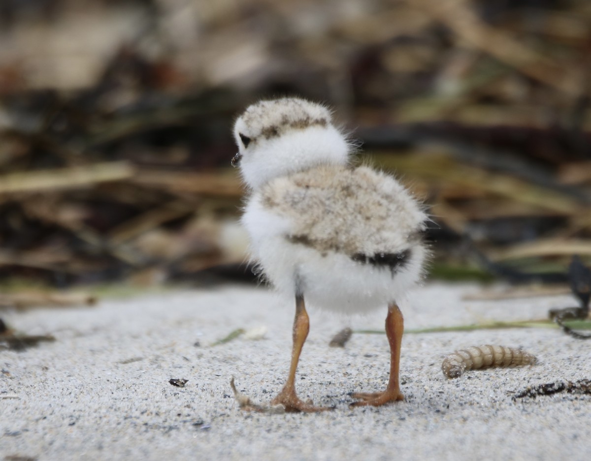 Piping Plover - ML620208935