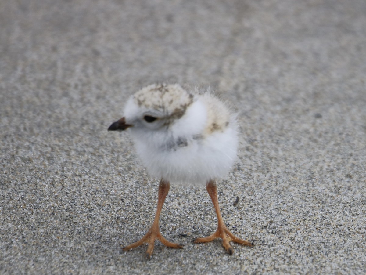 Piping Plover - ML620208936