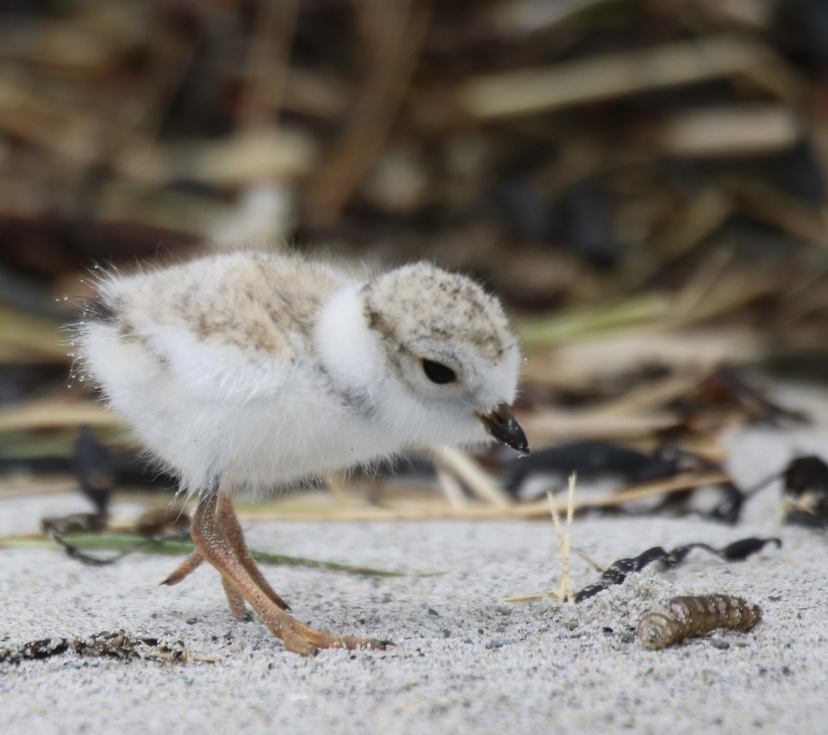 Piping Plover - ML620208937