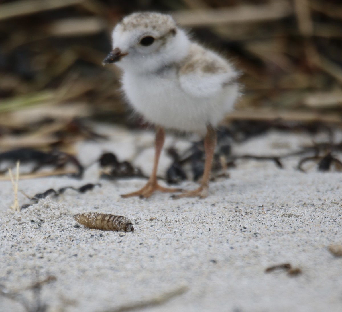 Piping Plover - ML620208938