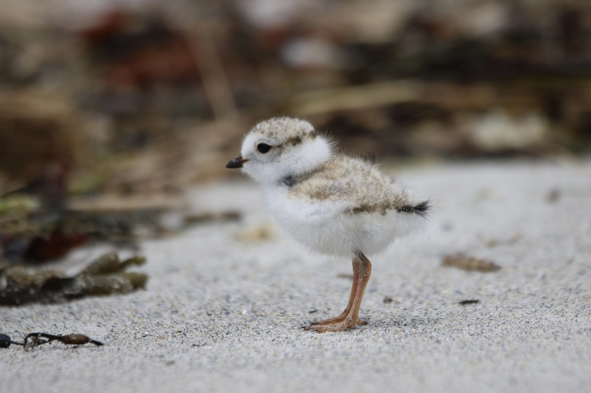 Piping Plover - ML620208939