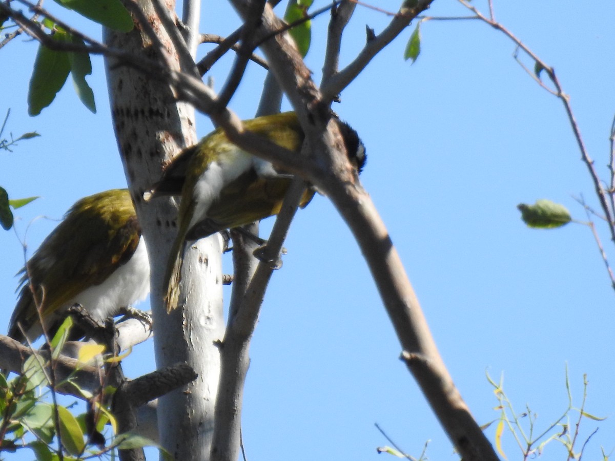 Blue-faced Honeyeater - ML620208940