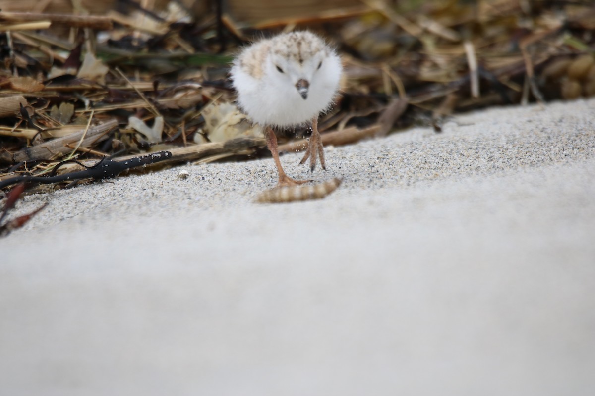 Piping Plover - ML620208941