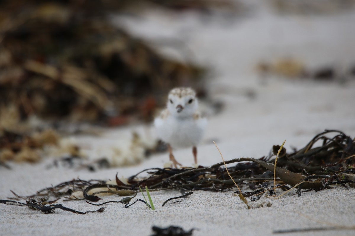 Piping Plover - ML620208942