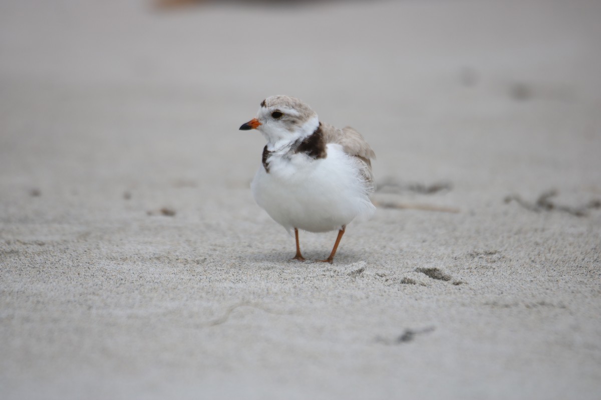 Piping Plover - ML620208943