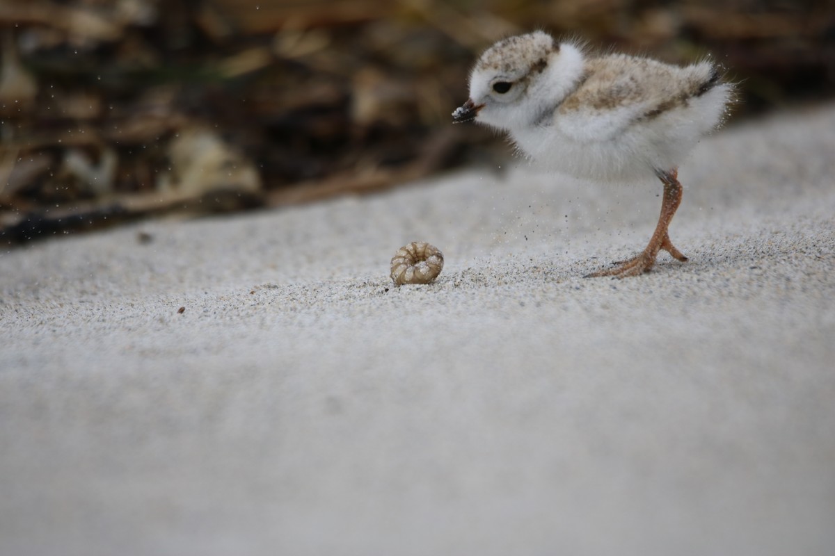 Piping Plover - ML620208944
