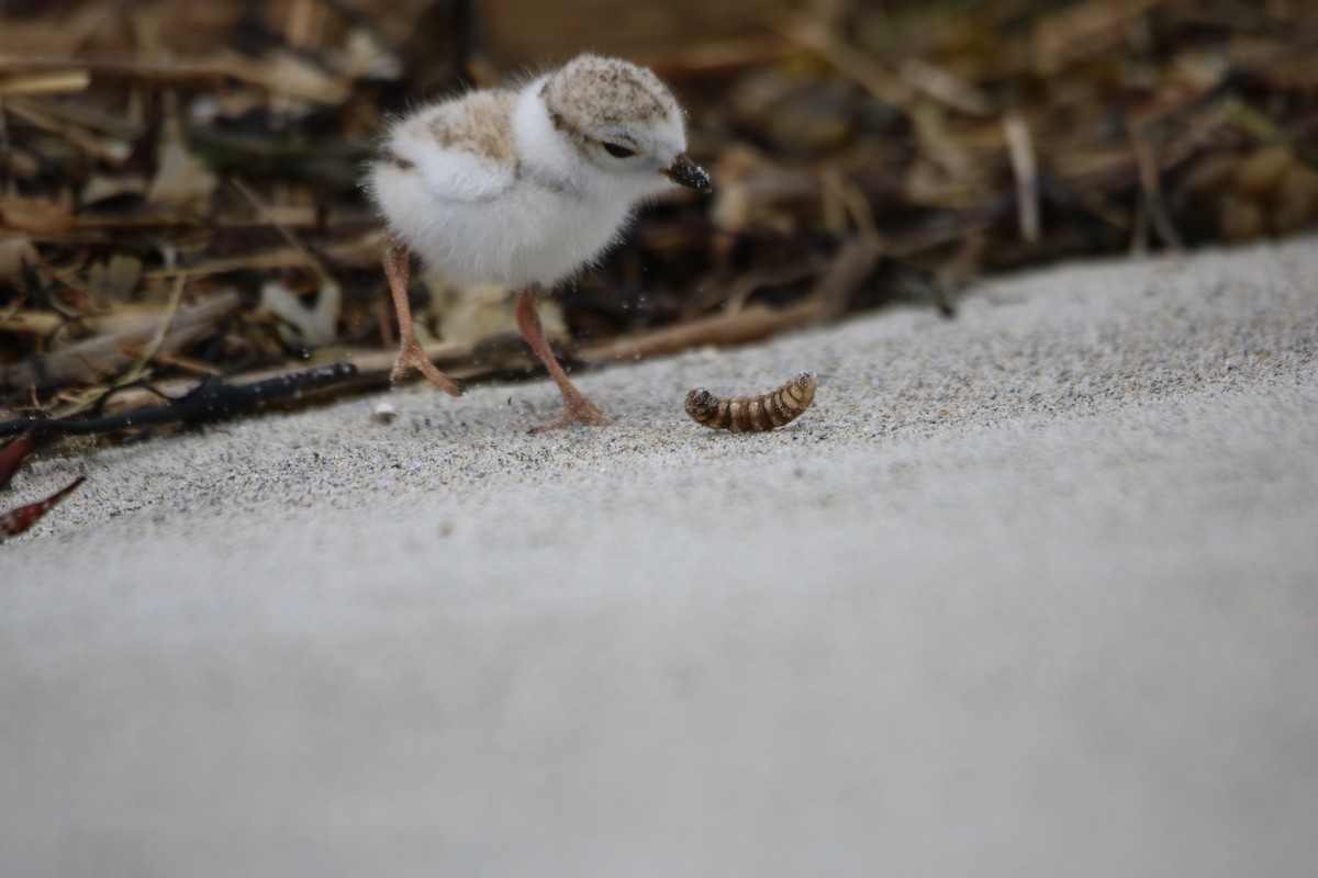 Piping Plover - ML620208945