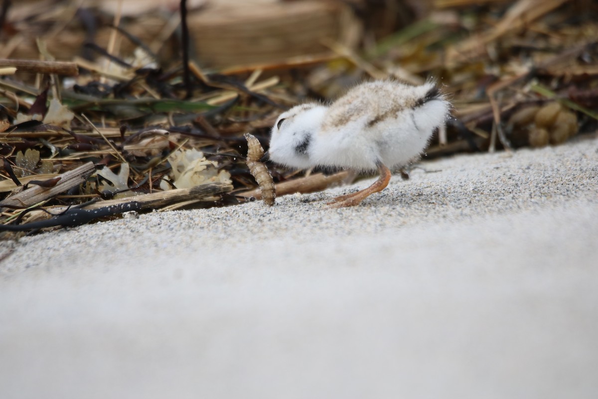 Piping Plover - ML620208946
