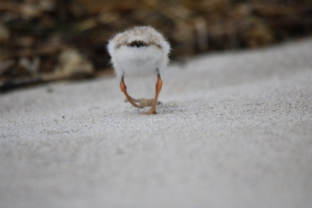 Piping Plover - ML620208947