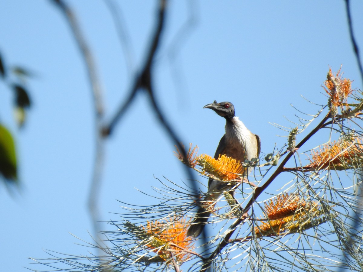 Noisy Friarbird - ML620208950