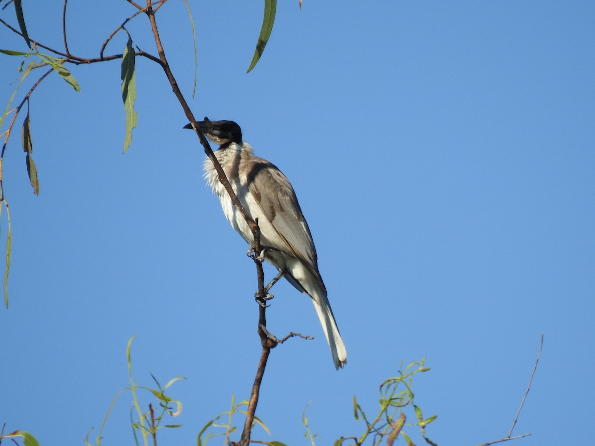 Noisy Friarbird - ML620208951