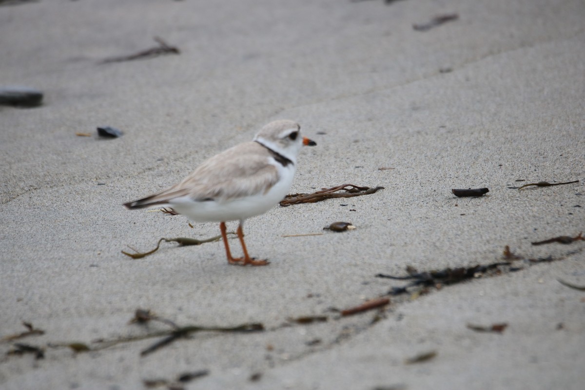 Piping Plover - ML620208952