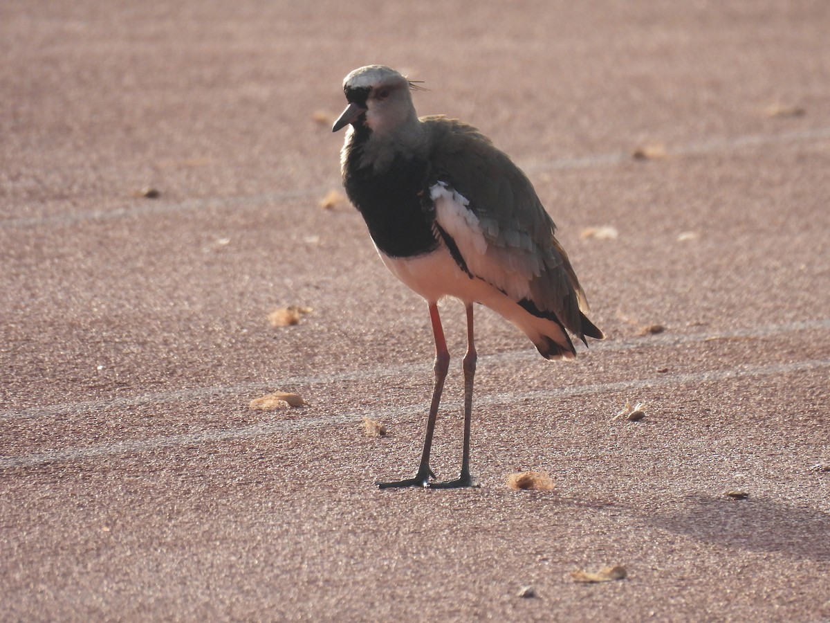 Southern Lapwing - ML620208953