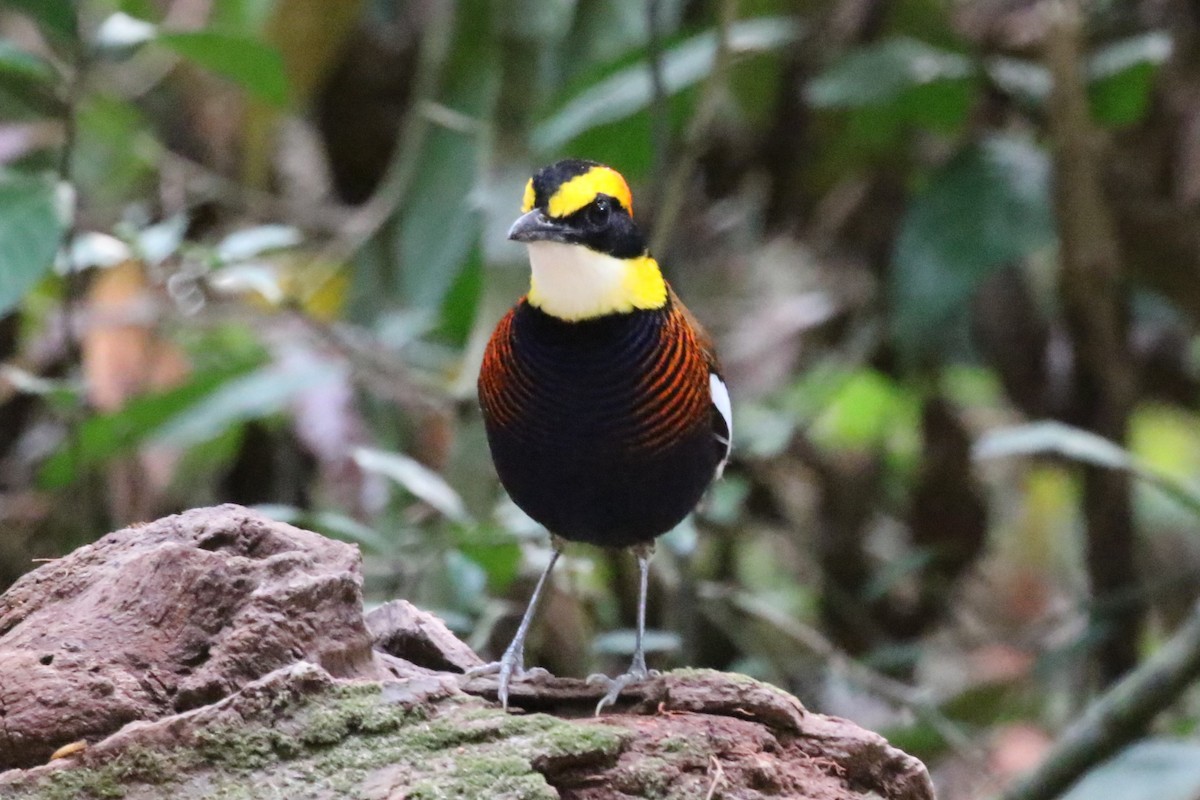 Malayan Banded-Pitta - ML620208955