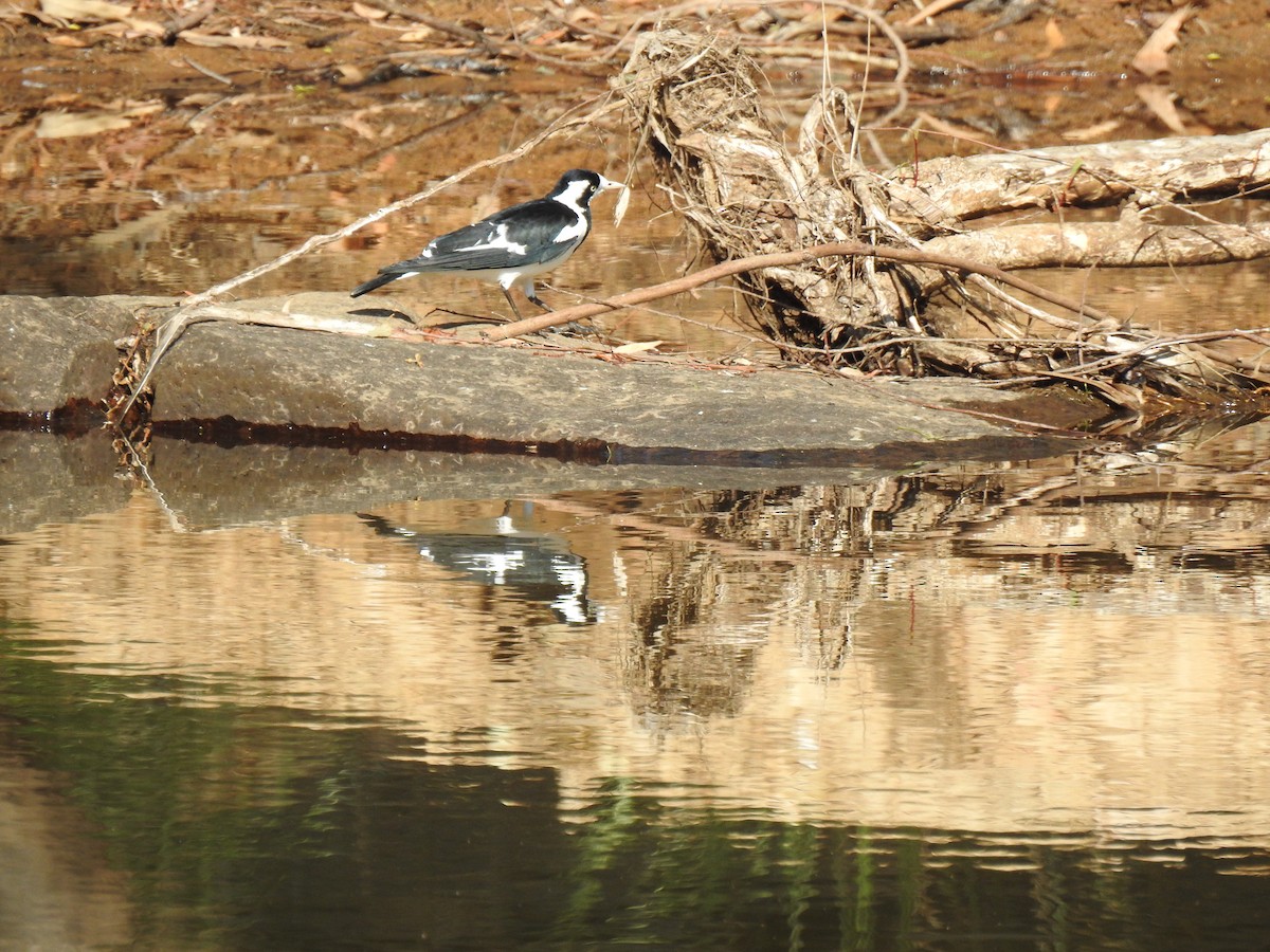 Magpie-lark - ML620208958