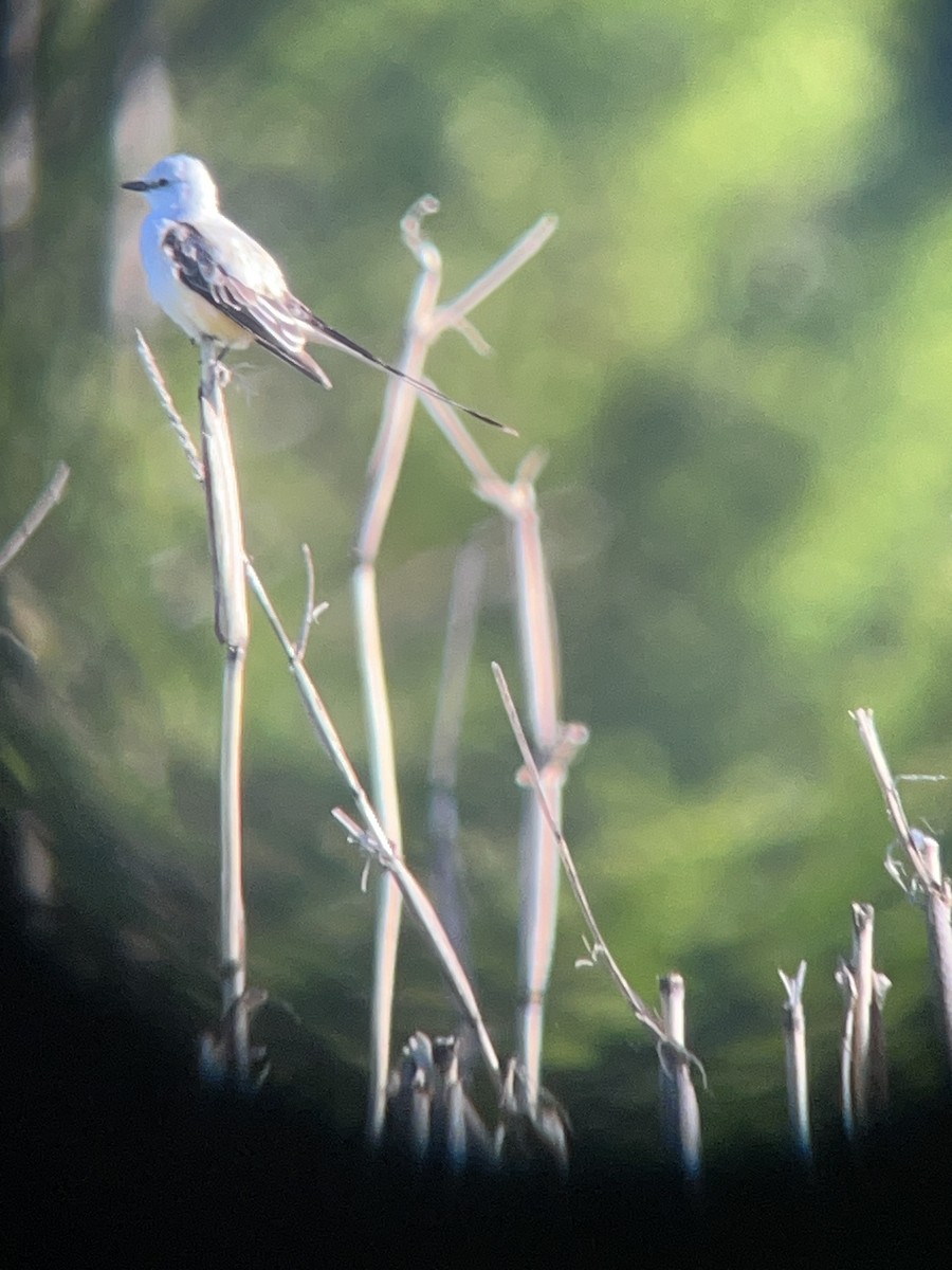 Scissor-tailed Flycatcher - ML620208976