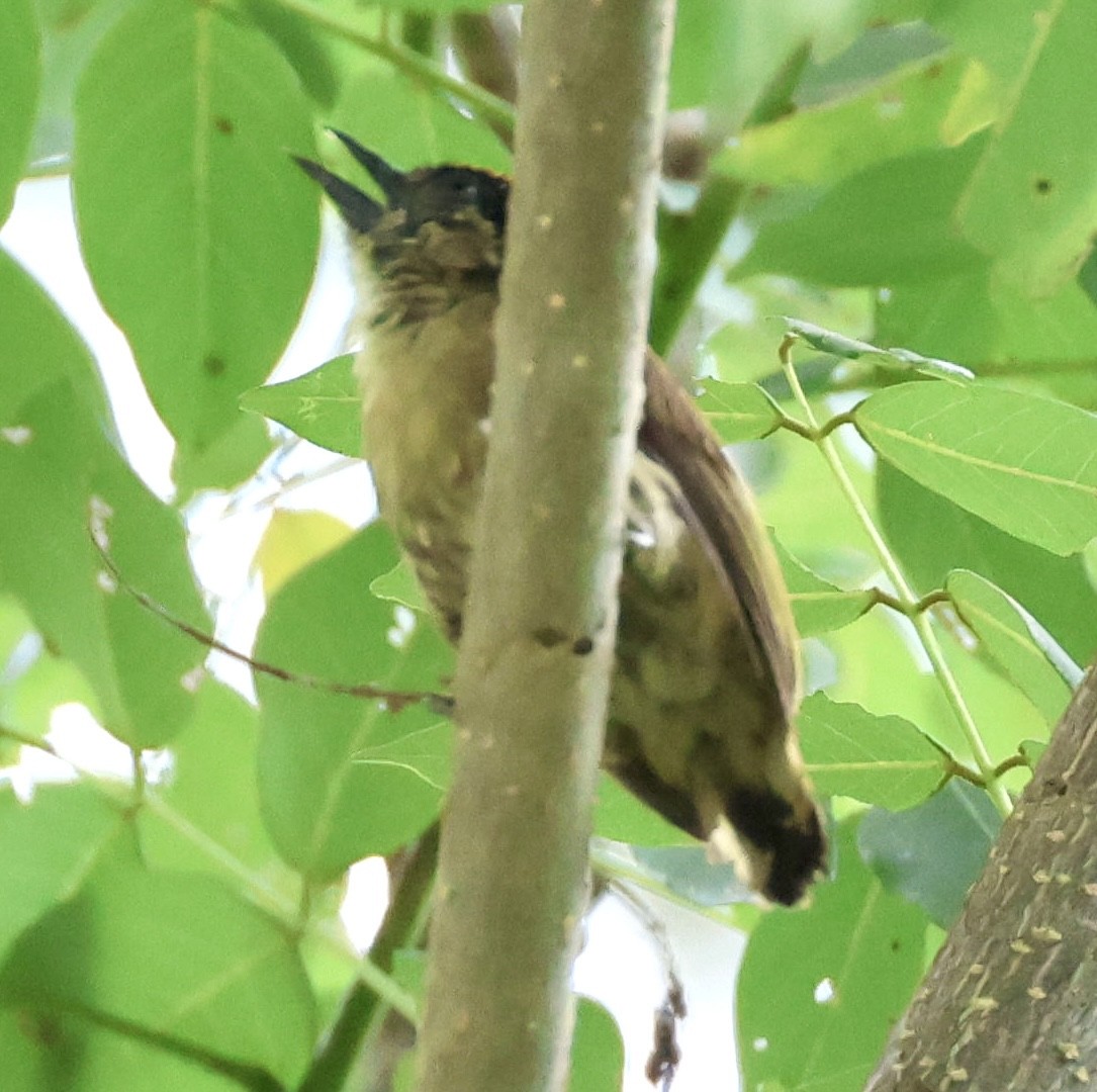 Olivaceous Piculet - ML620208984