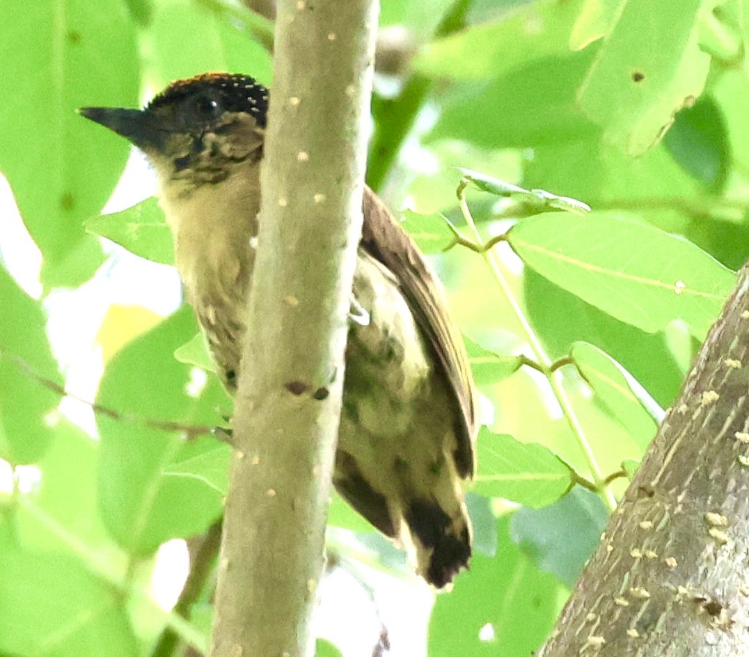 Olivaceous Piculet - ML620208985