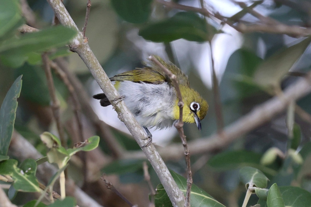 Swinhoe's White-eye - ML620208992