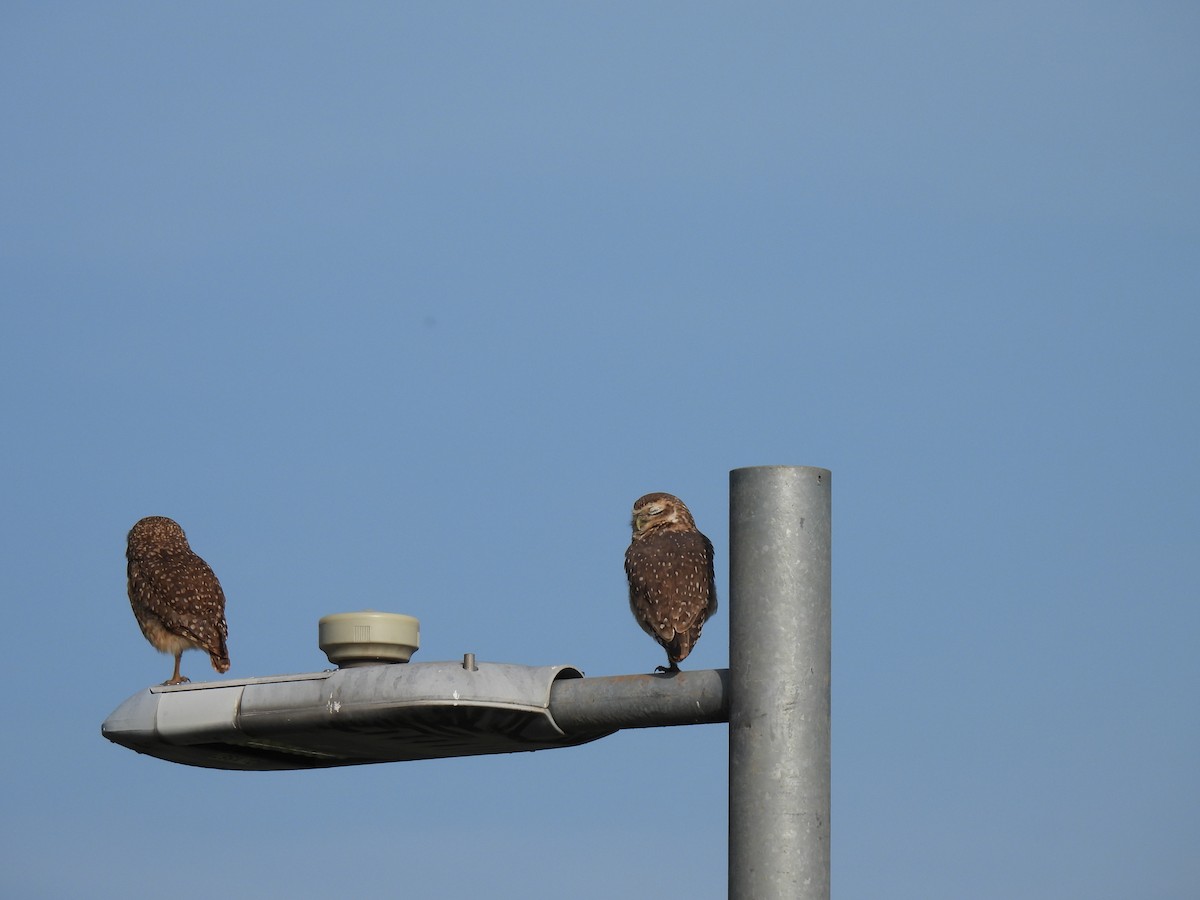 Burrowing Owl - ML620208995