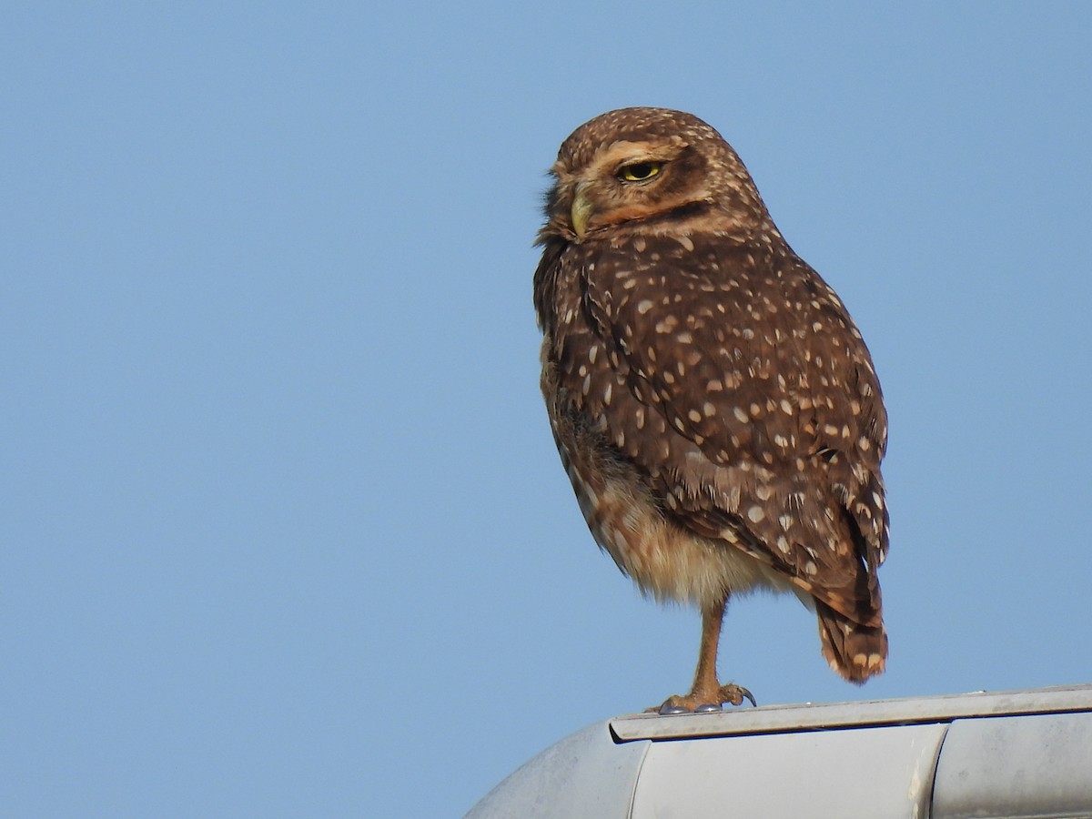 Burrowing Owl - ML620208998