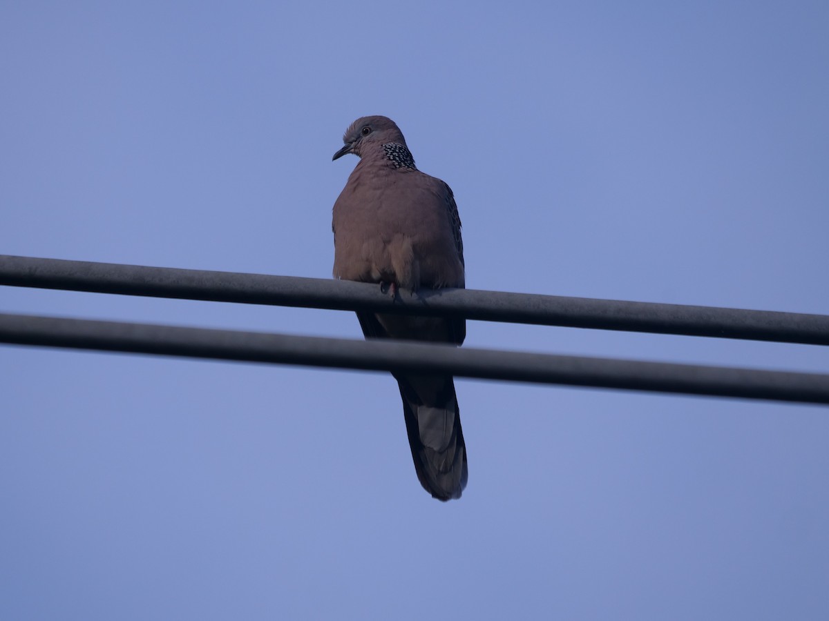 Spotted Dove - ML620209003