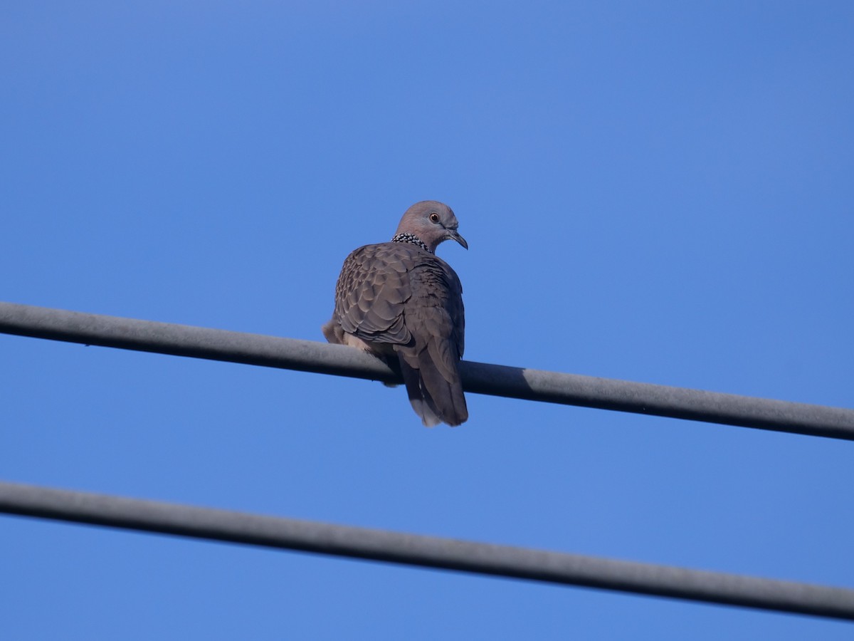 Spotted Dove - ML620209004
