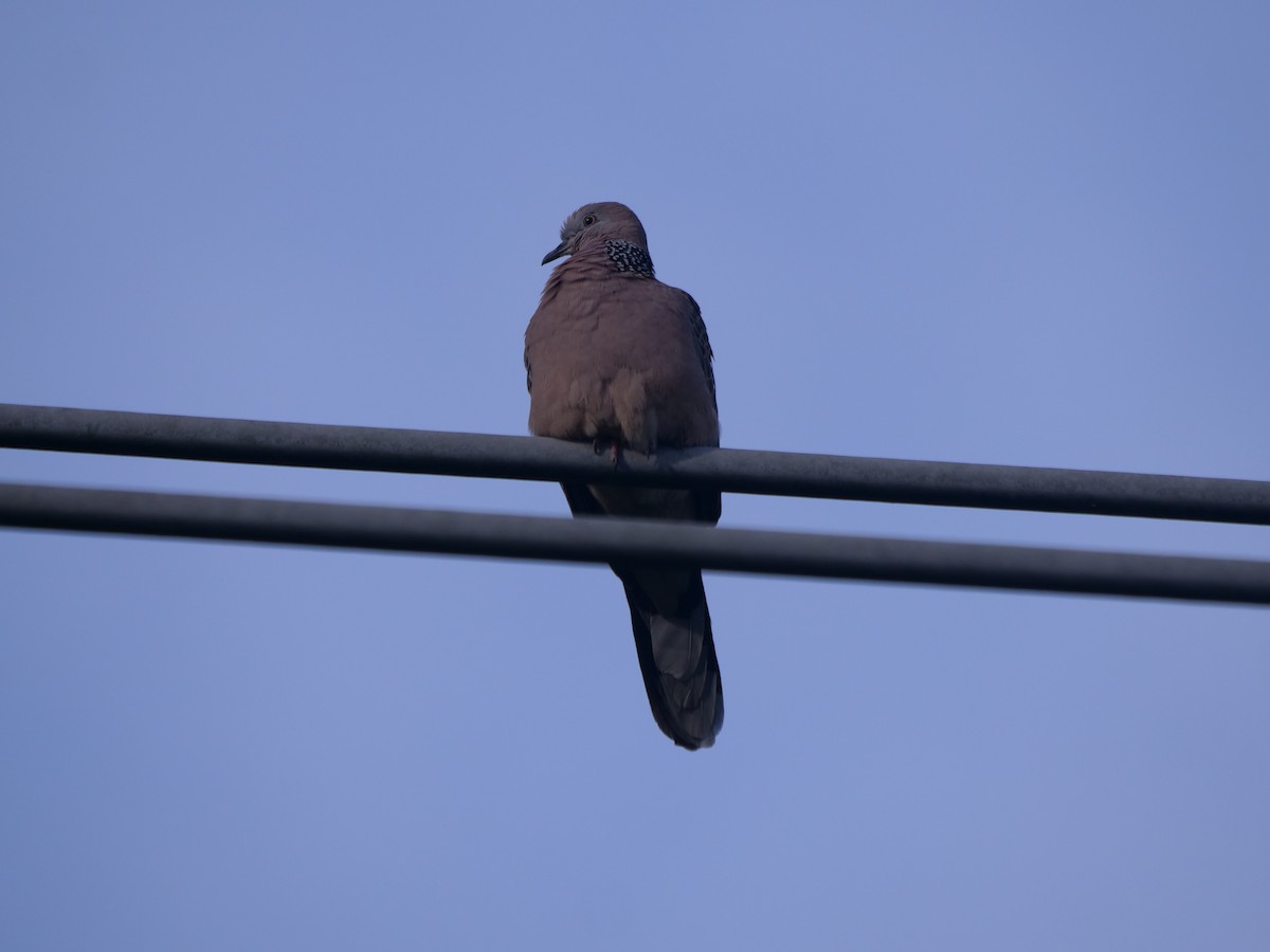Spotted Dove - ML620209005