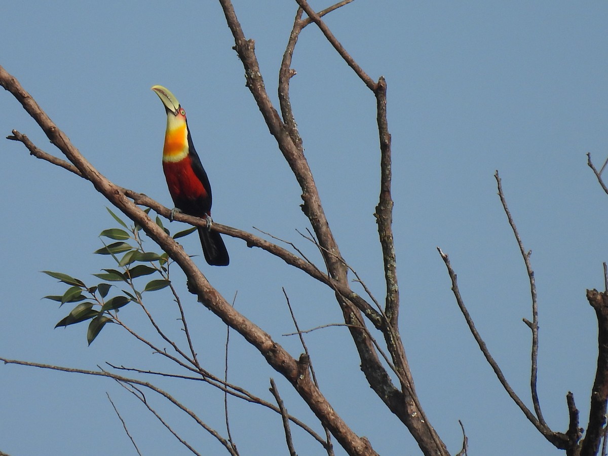 Red-breasted Toucan - ML620209006