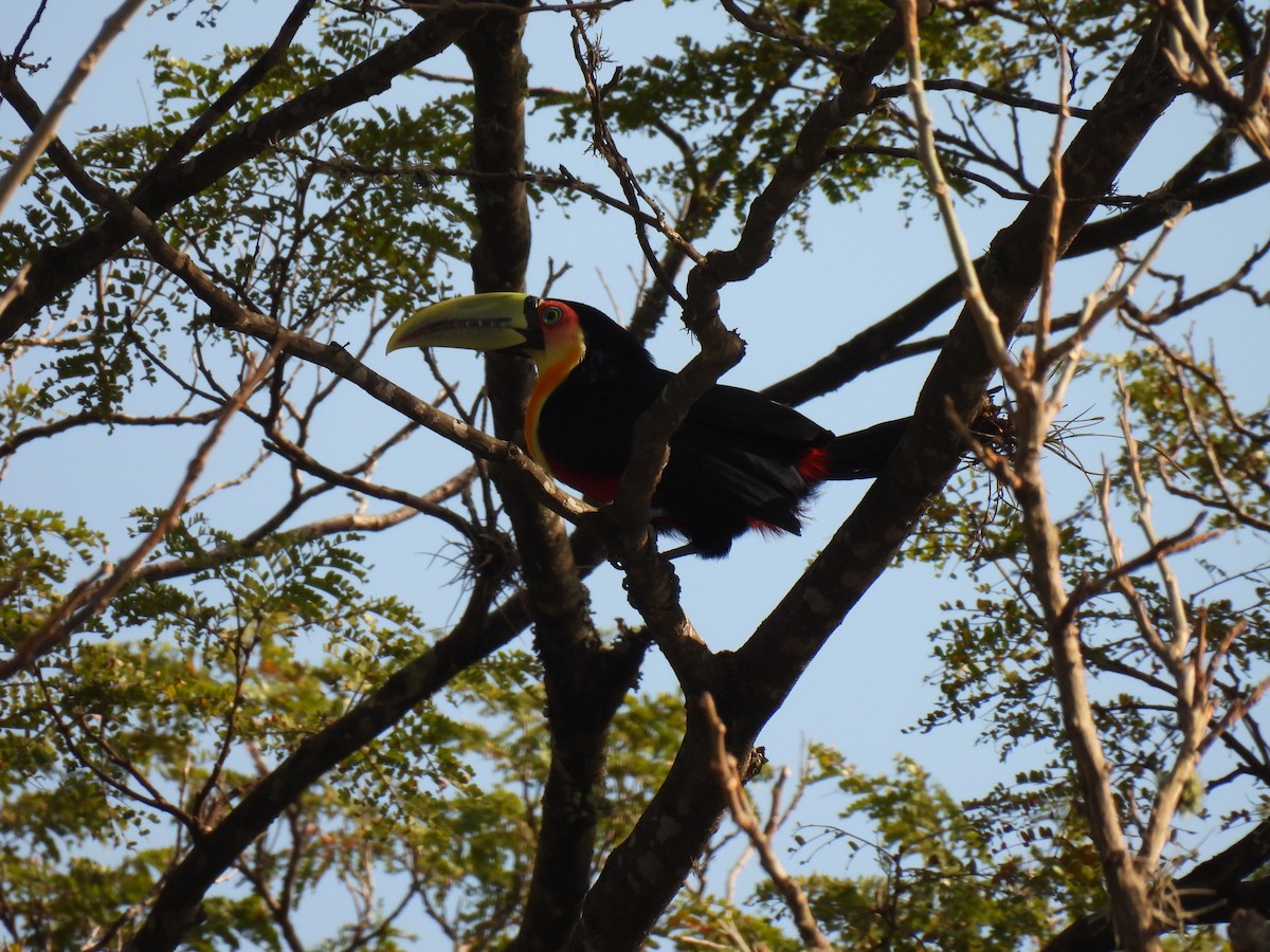 Red-breasted Toucan - ML620209016