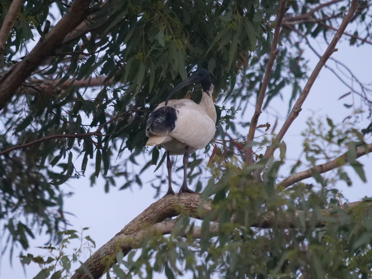 Australian Ibis - ML620209023